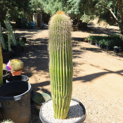 Golden Saguaro ‘Neobuxbaumia polylopha’