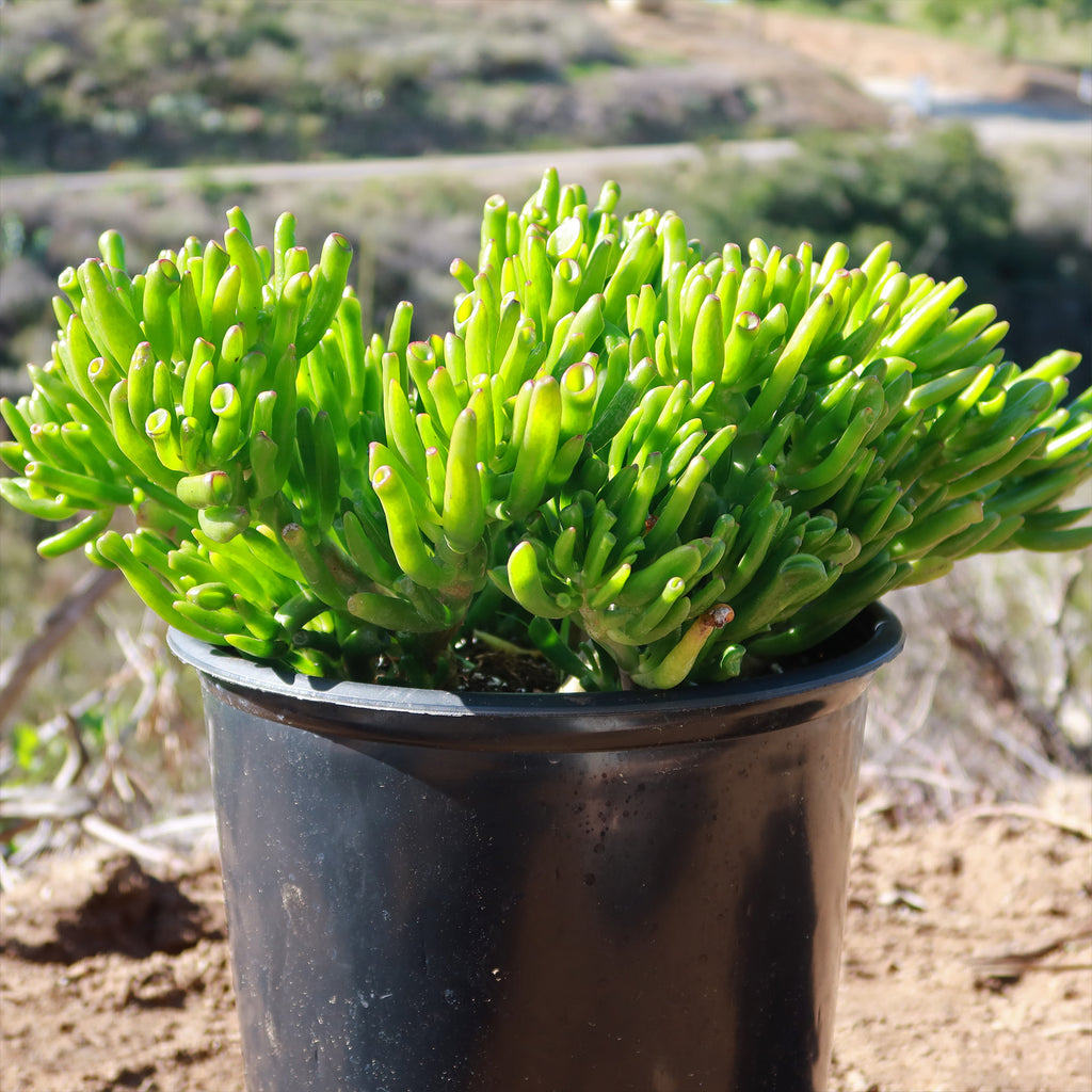 ET Fingers-Shrek Ears &