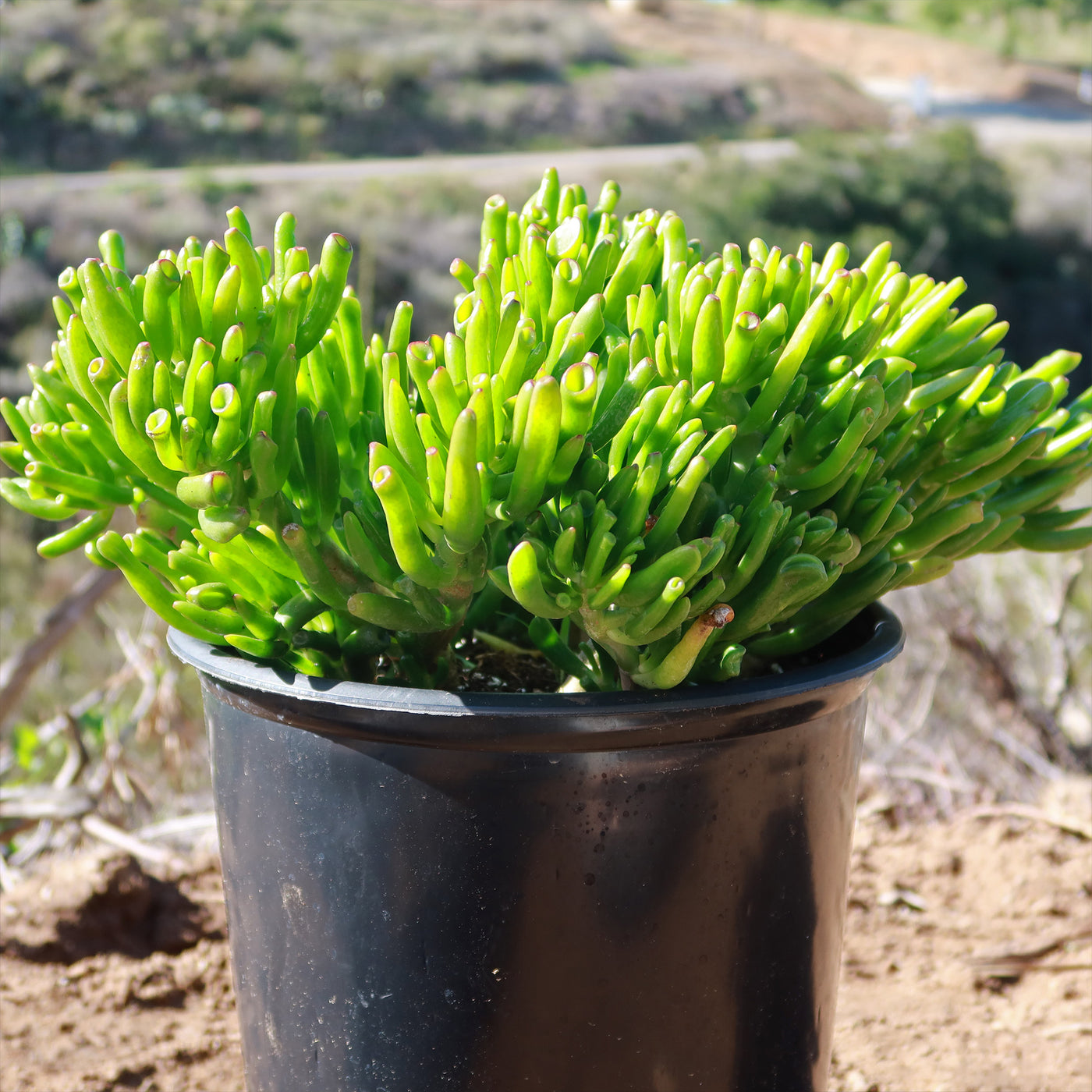 alien fingers succulent ET's Fingers-Shrek Ears 'Crassula ovata Gollum Jade'