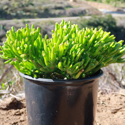 Shop 'ET's Fingers - Shrek Ears 'Crassula Ovata Gollum Jade' care and Info