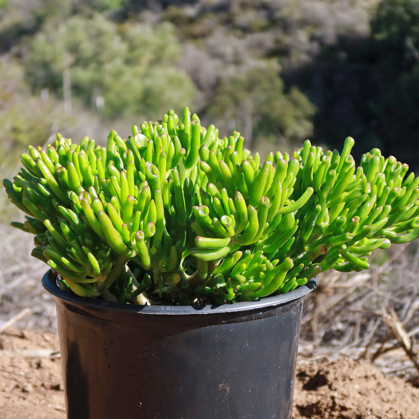 shrek ear jade plant ET's Fingers-Shrek Ears 'Crassula ovata Gollum Jade'