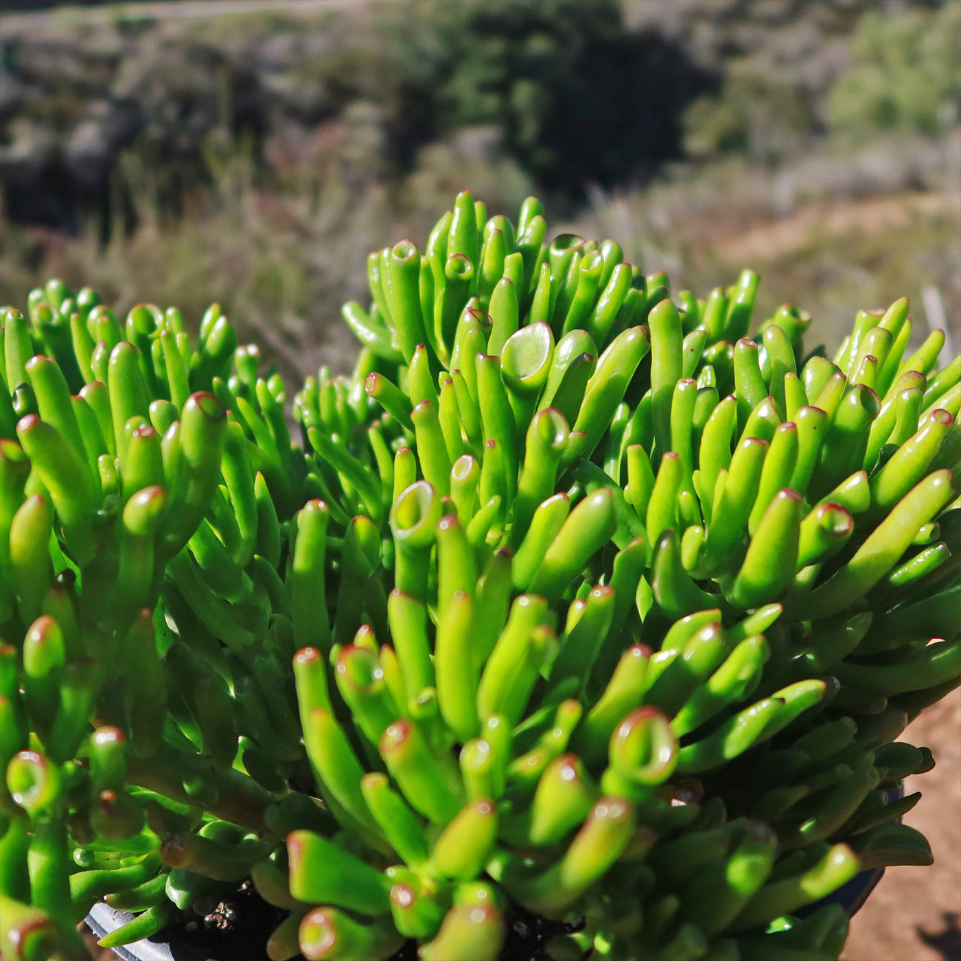 succulent with finger like leaves ET's Fingers-Shrek Ears 'Crassula ovata Gollum Jade'