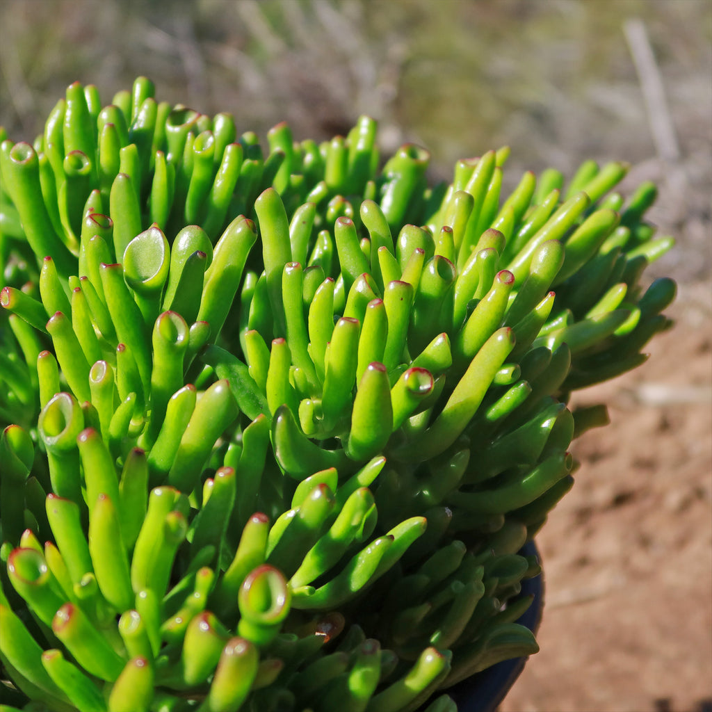 ET Fingers-Shrek Ears &