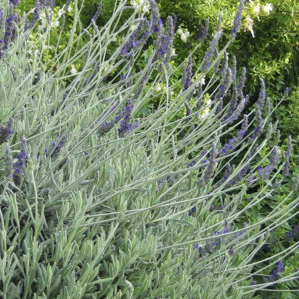 Goodwin Creek Lavender ‘Lavandula ‘Goodwin Creek’