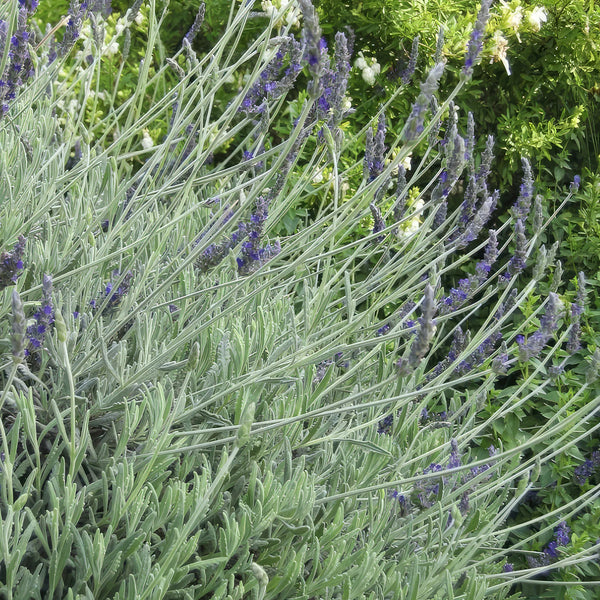 Shop 'Goodwin Creek Lavender - Lavandula Goodwin Creek' Care & Info