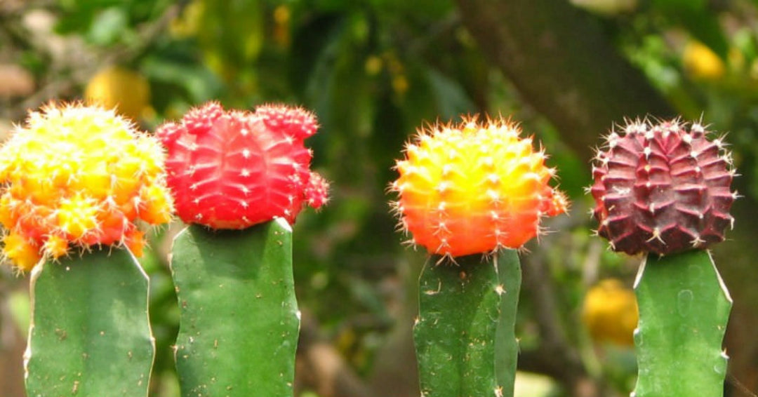 Grafted Cactus Category