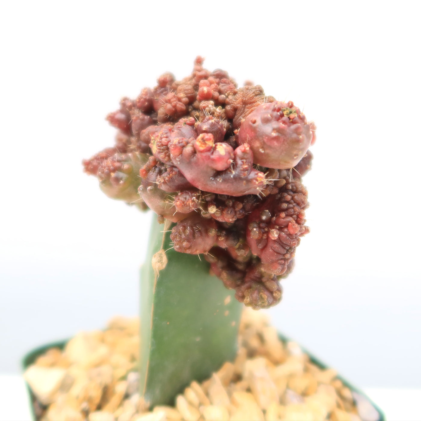thumbnail image 2 of Echinopsis Cv. Chocolate Crested/Monstrose Cactus – Rare USA Seller 2 of 3