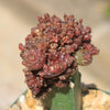 Grafted Echinopsis &