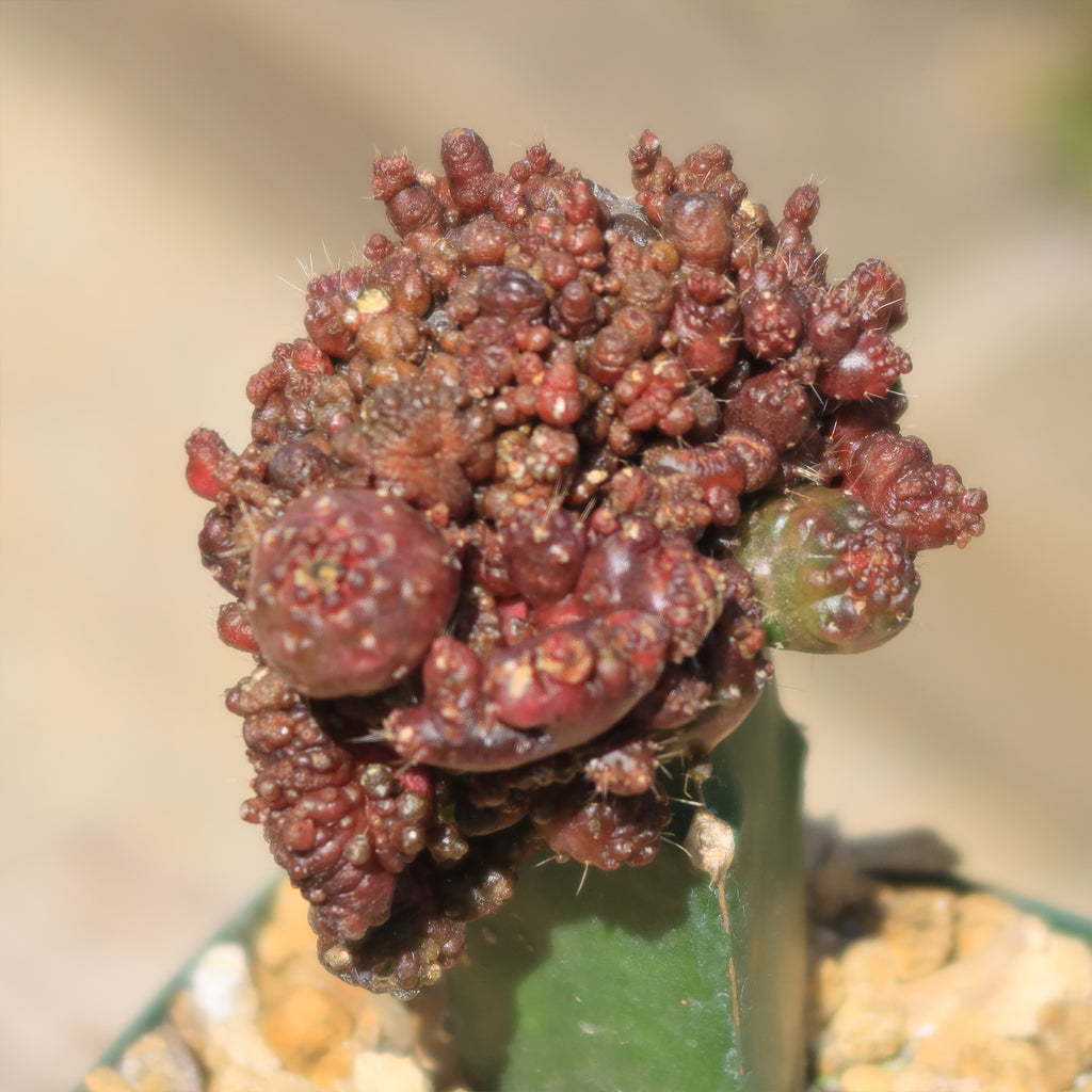 Grafted Echinopsis &