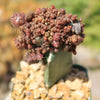 Grafted Echinopsis &