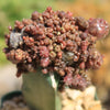 Grafted Echinopsis &