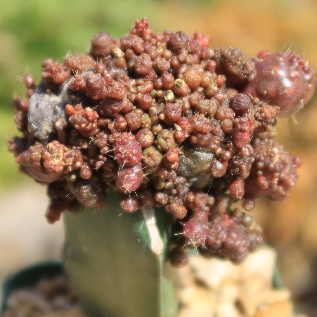 Grafted Echinopsis &