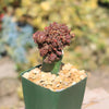 Grafted Echinopsis &