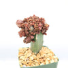 Grafted Echinopsis &