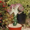 Grafted Euphorbia lactea crest