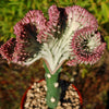 Grafted Euphorbia lactea crest