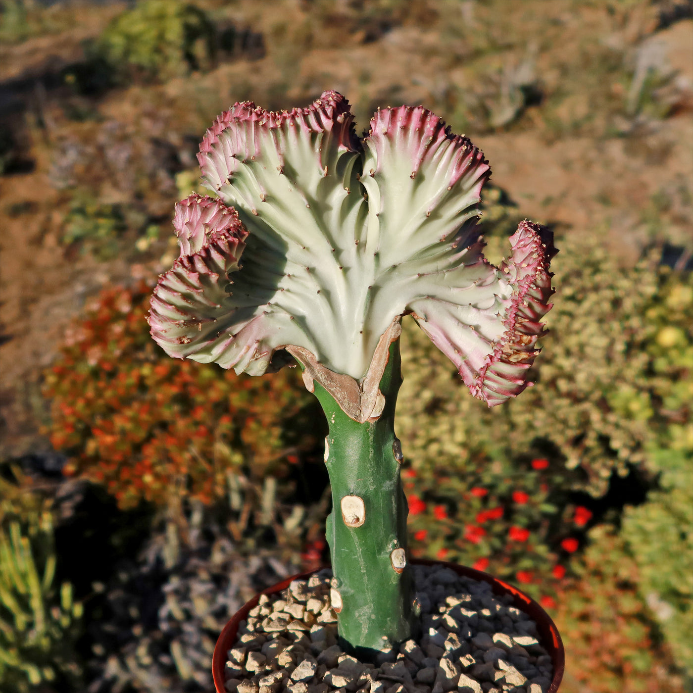Grafted Euphorbia lactea crest