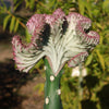 Grafted Euphorbia lactea crest