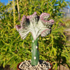 Grafted Euphorbia lactea crest