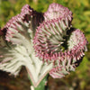 Grafted Euphorbia lactea crest