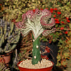 Grafted Euphorbia lactea crest