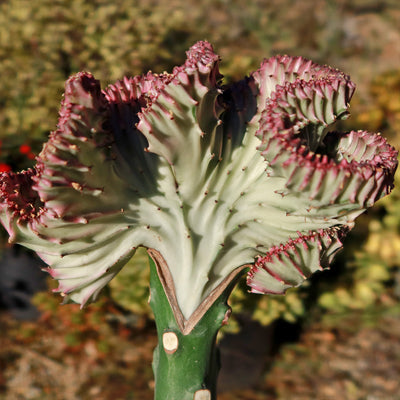 Grafted Euphorbia lactea crest