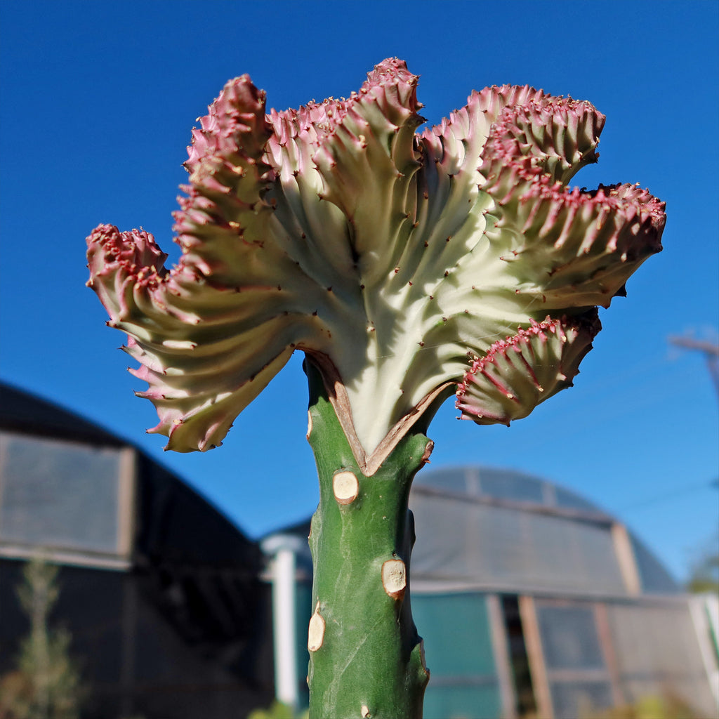 Grafted Euphorbia lactea crest