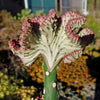 Grafted Euphorbia lactea crest