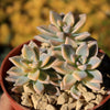 Variegated Ghost Plant - Graptopetalum Paraguayense Variegata