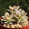 Variegated Ghost Plant - Graptopetalum Paraguayense Variegata