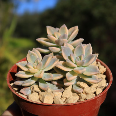 pink ghost plant succulent Variegated Ghost Plant