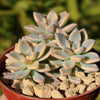 Variegated Ghost Plant - Graptopetalum Paraguayense Variegata