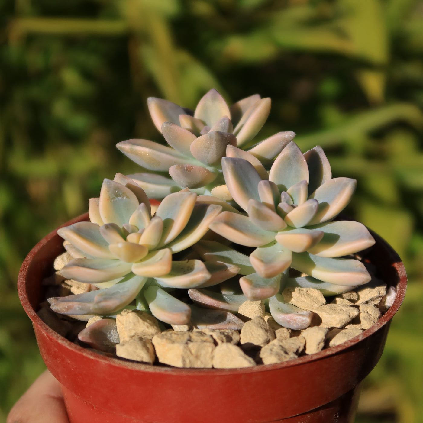 ghost plant pot Variegated Ghost Plant