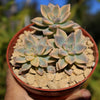 Variegated Ghost Plant - Graptopetalum Paraguayense Variegata