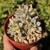 Variegated Ghost Plant - Graptopetalum Paraguayense Variegata