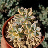 Variegated Ghost Plant - Graptopetalum Paraguayense Variegata