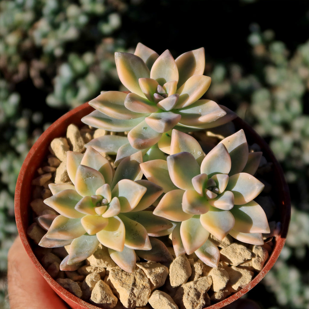Variegated Ghost Plant - Graptopetalum Paraguayense Variegata