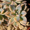 Variegated Ghost Plant - Graptopetalum Paraguayense Variegata