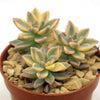 Variegated Ghost Plant - Graptopetalum Paraguayense Variegata