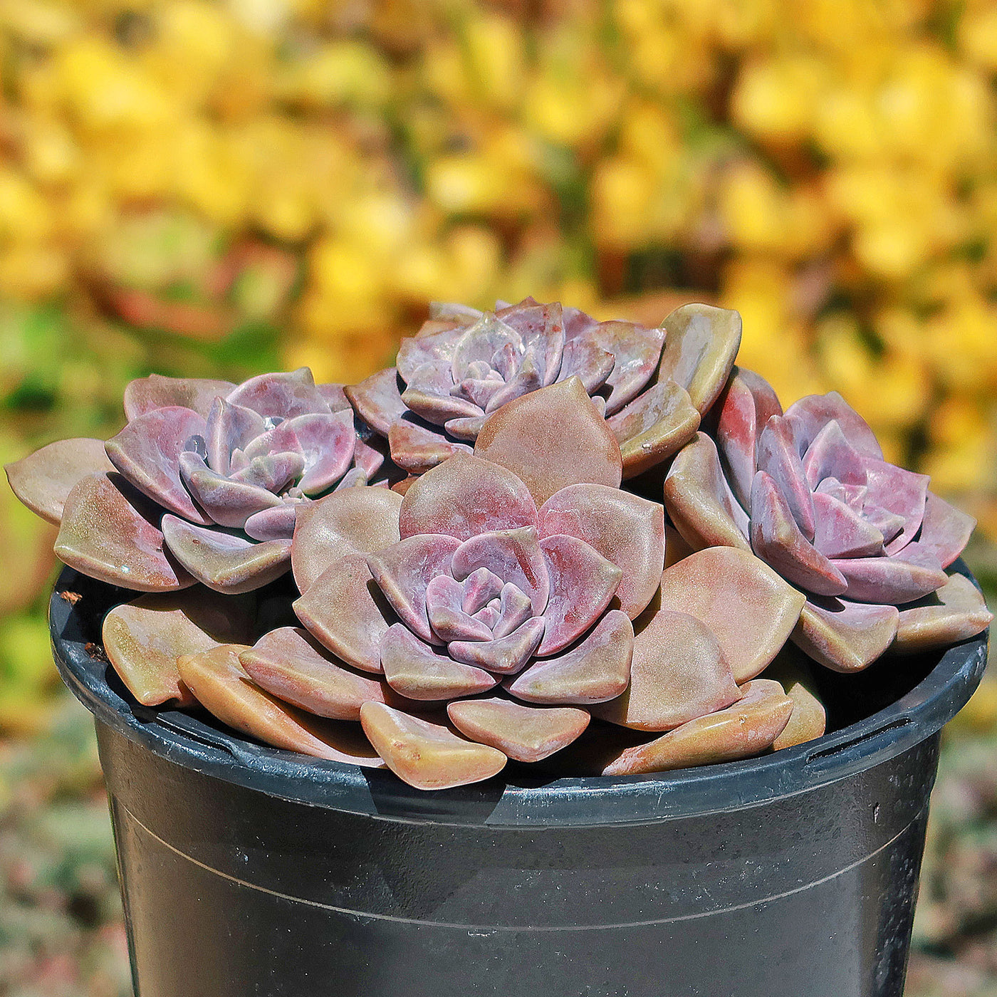 graptopetalum succulent types Shop 'Graptopetalum Superbum' Care and Growing Guide