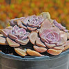 Superbum Succulent - Graptopetalum Superbum