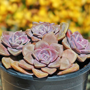 Shop 'Graptopetalum Superbum' Care and Growing Guide