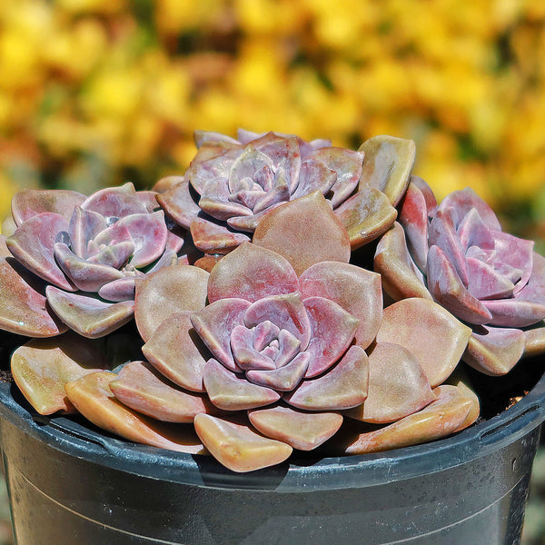 Shop 'Graptopetalum Superbum' Care and Growing Guide