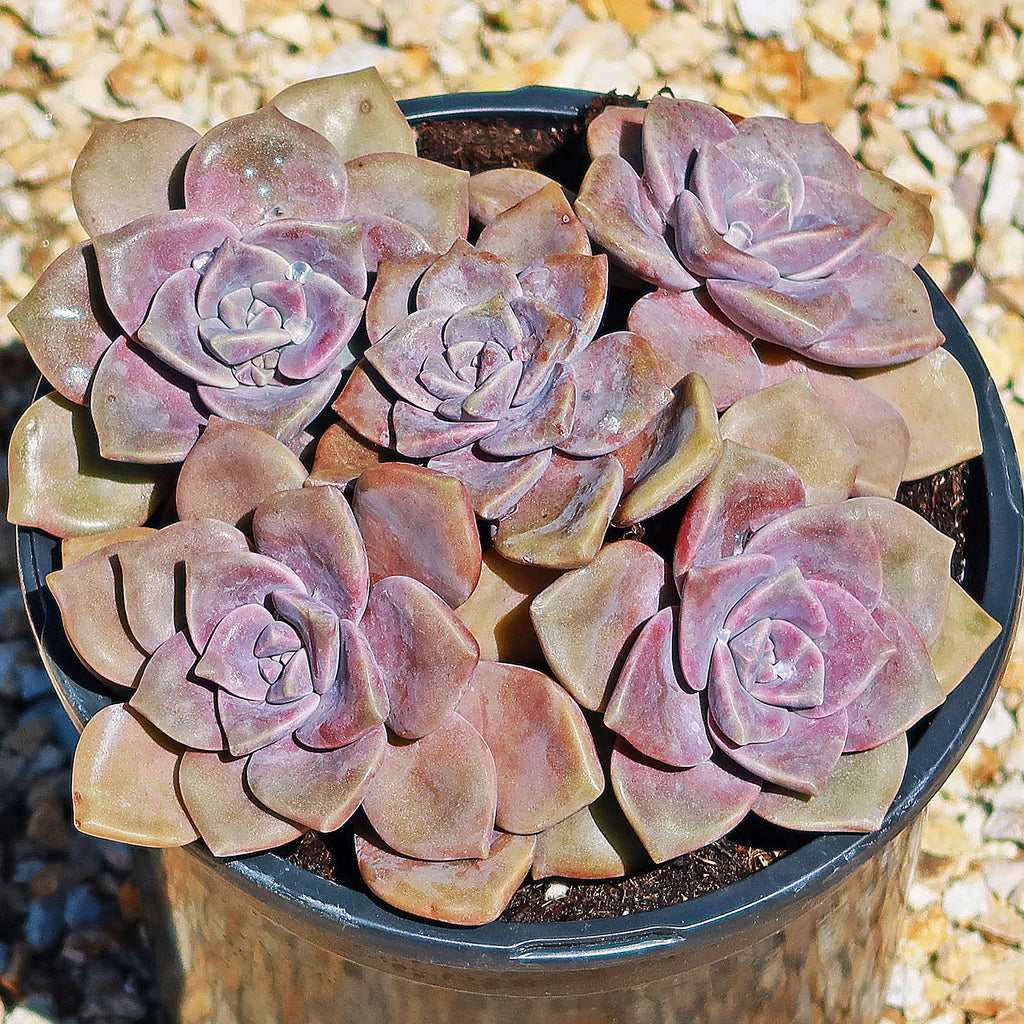 Superbum Succulent - Graptopetalum Superbum