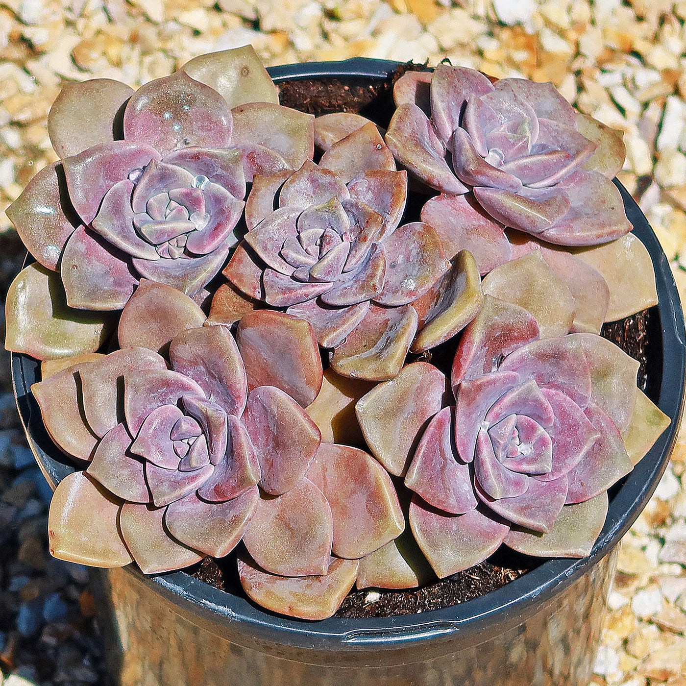 graptopetalum succulent care Shop 'Graptopetalum Superbum' Care and Growing Guide