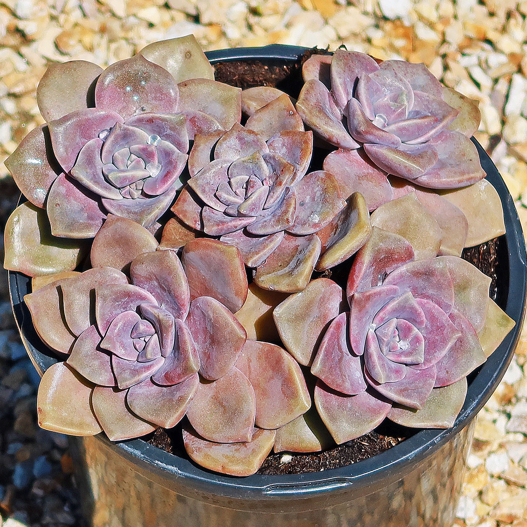 Graptopetalum Pentandrum Rare Flower Succulent Plant - 4" Size