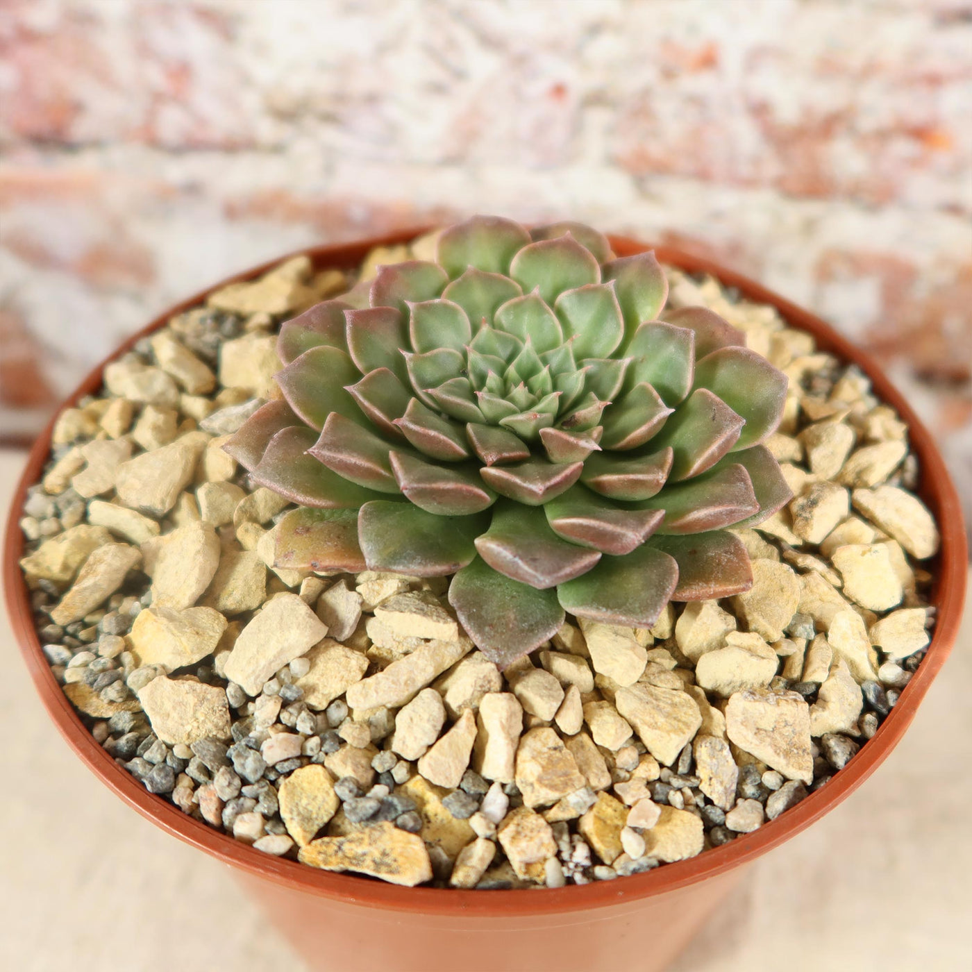 tacitus bellus succulent Buy Graptopetalum Tacitus Bellus Super Star
