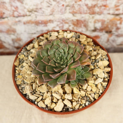 Graptopetalum tacitus bellus super star