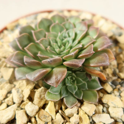 Graptopetalum tacitus bellus super star
