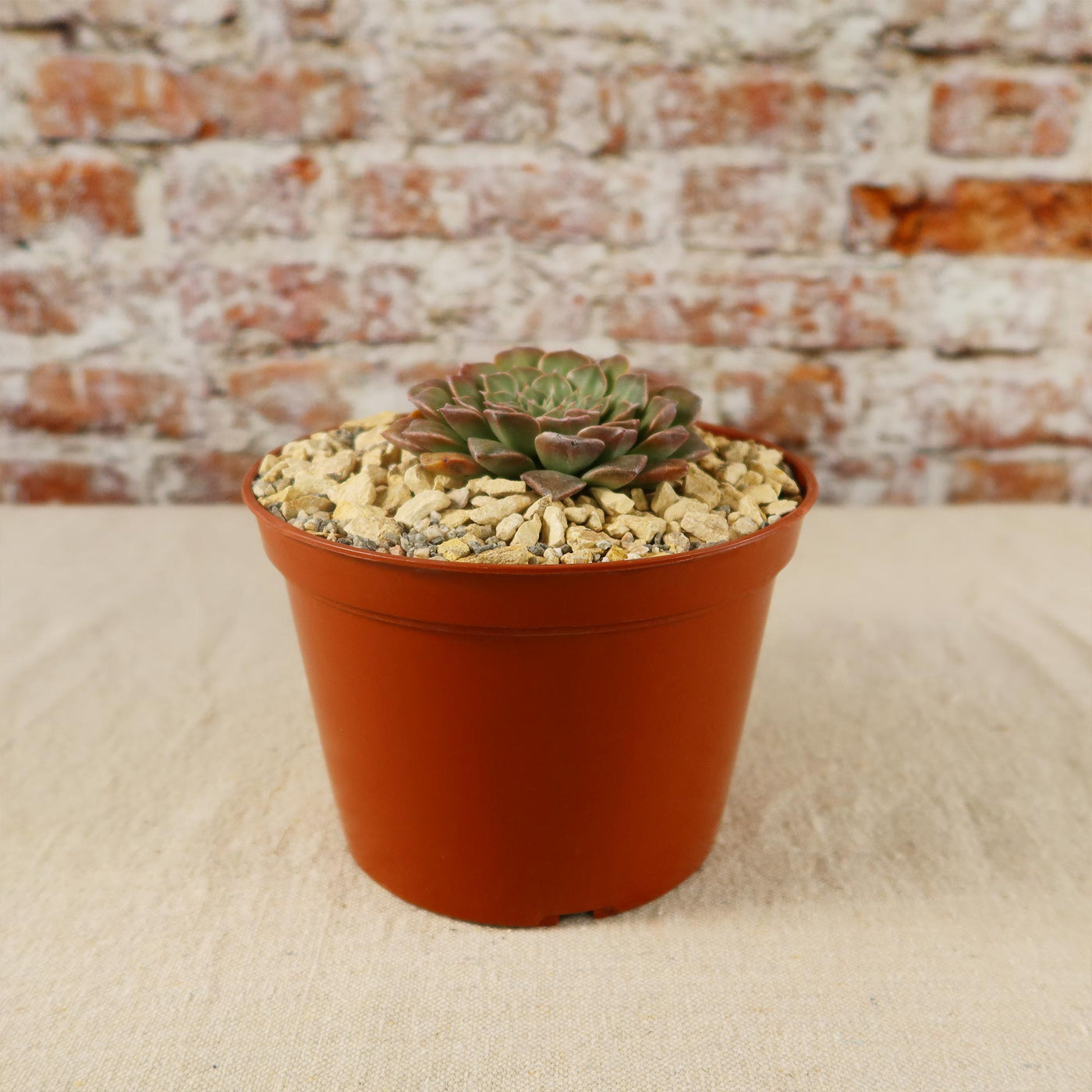 Graptopetalum tacitus bellus super star